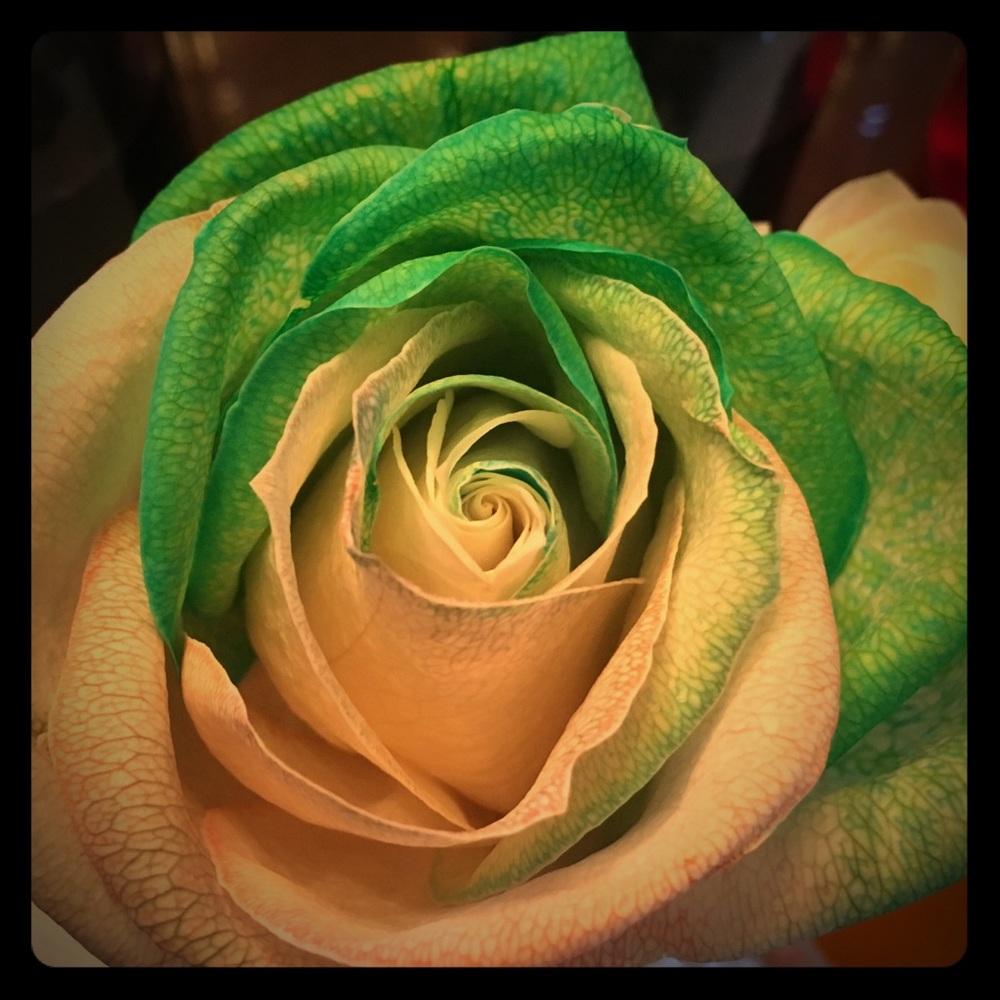 Meet your Posher, Donna